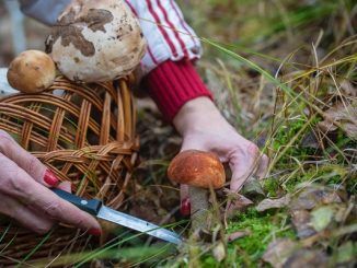 Mujer cortando hongos en el campo