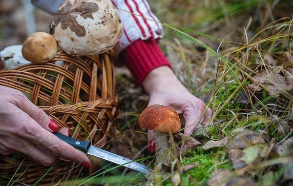 Mujer cortando hongos en el campo