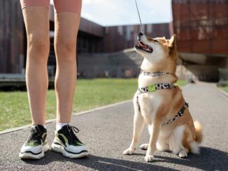 Arnés para perros