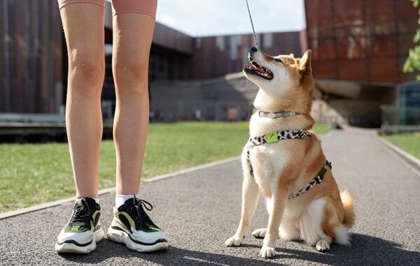 Arnés para perros