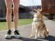 Arnés para perros